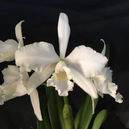 Laelia purpurata alba. Flowering Size Division.