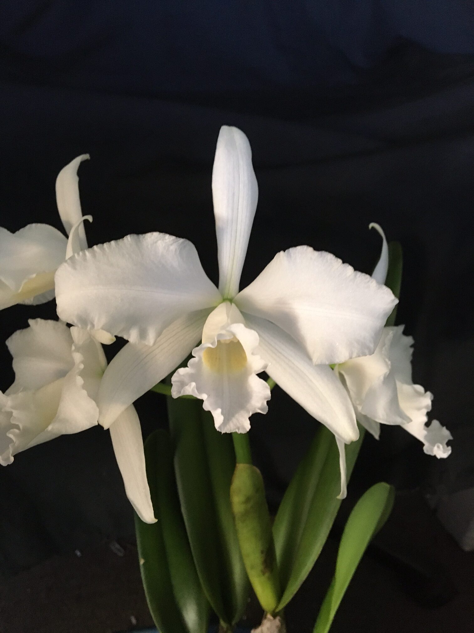 Laelia purpurata alba. Flowering Size Division.