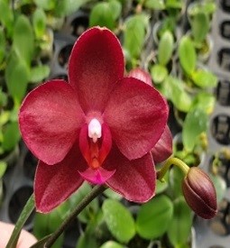 Phal. Allura Cabernet. Approx 150mm leaf span.