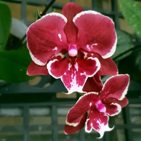 Phal. Allura Fireworks. Approx 140mm leaf span.