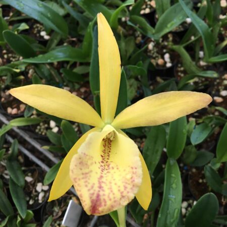 Bc. Korea Beauty 'JK Lee'. 50mm pots.