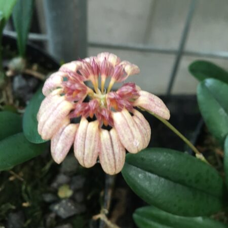 Bulbophyllum sikkimense. FS in 70mm pots.