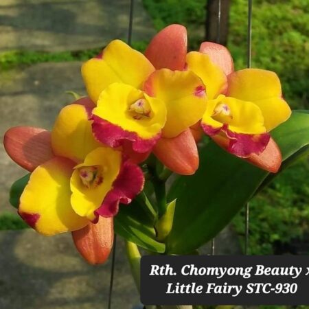 Rth. Chonyong Fairy. 50mm pots.