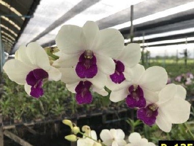 Den. Big Charming. Approx 180mm high plants in 70/80mm pots.