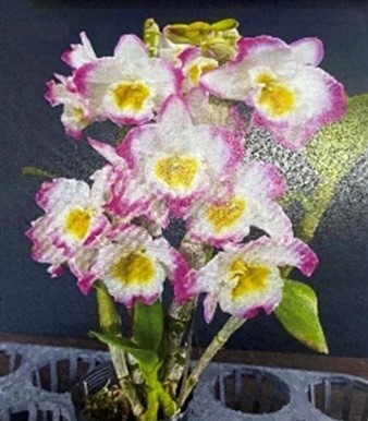 Dendrobium Color Dance. 50mm pots.