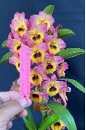 Dendrobium Maple. Approx 110mm high plants in 50mm pots.