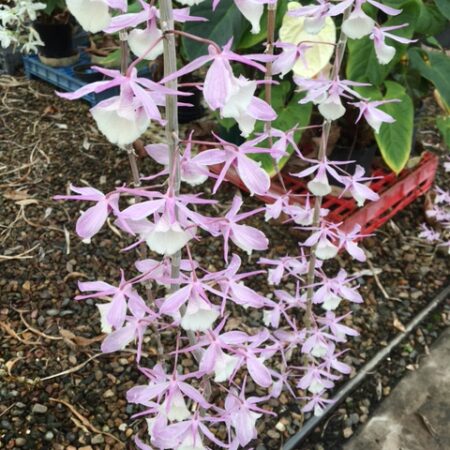 Dendrobium aphyllum. Approx 150mm long canes in 50mm pots.