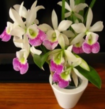 Bl. Hawaii Stars 'Only You'. 50mm pots.