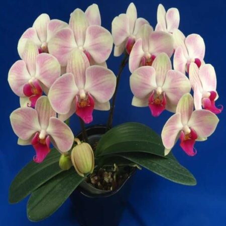 Phal. King Car Rosy Lips. Approx 140mm leaf span.