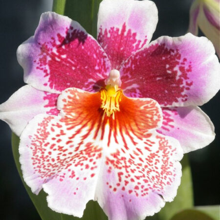 Odtna. Mem Martin Orenstien 'Lulu'.  FS in tall 80mm pots.