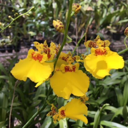 Oncidium Aloha Iwanaga. 70mm pots.