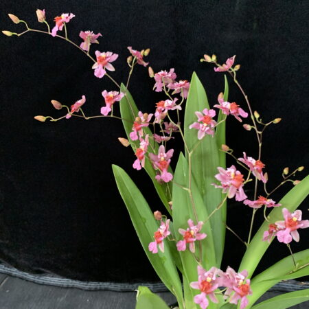 Onc. Tsiku Marguerite 'Pink Fantasy'. FS in 75mm tubes.