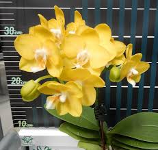 Phal. Younghome Golden Perfume. Approx 140mm leaf span.