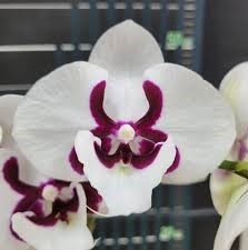 Phal. Younghome Pringles. Approx 140mm leaf span.