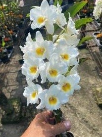 Dendrobium Sunny Eggs. 50mm pots.