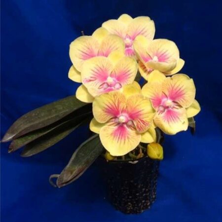 Phal. Jincheng Sun Rays. Approx 140mm leaf span.