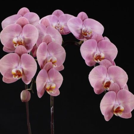 Phal.  King Car Honey Peach. Approx 140mm leaf span.