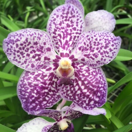 Vanda Kulwadee Fragrance x Pachara Delight. Near flowering size.