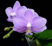 Phal. Yu Yang Little Peacock. Approx 150mm leaf span.