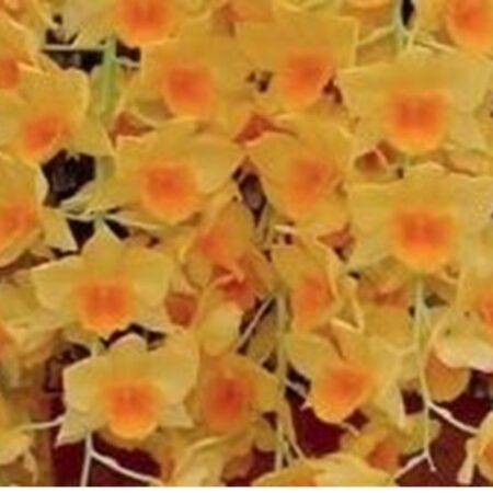 Dendrobium griffithianum. 50mm pots.