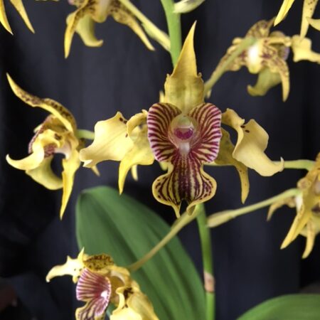 Den. Mint Chocolate x shiraishii.  50mm pots.