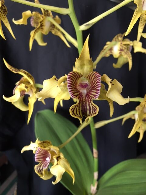 Den. Mint Chocolate x shiraishii. 50mm pots.