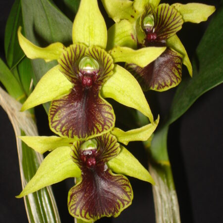 Den. convolutum x Neiferts Alexpoly. 50mm pots.