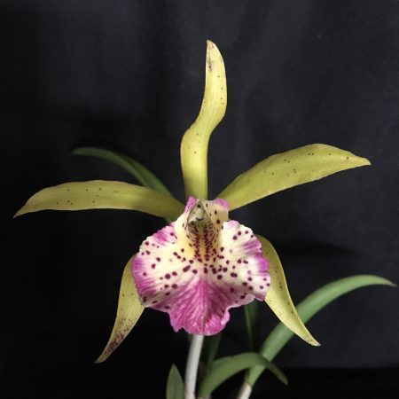 C. Jungle Gem x Ollies Folly x B. nodosa. 50mm pots.