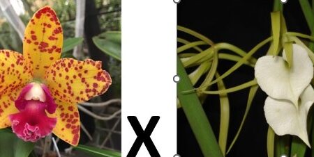 C. Jungle Gem x Ollies Folly x B. nodosa. 50mm pots.