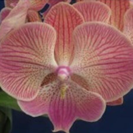 Phal. Jincheng Mickey Mouse. Approx 140 mm leaf span.