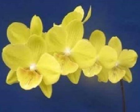 Phal. King Car Macaroon. Approx 140mm leaf span.