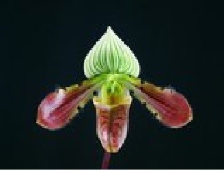 Paph. venustum. Approx 130mm leaf span.