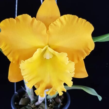 Rlc. Emperor Gold. 50mm pots.