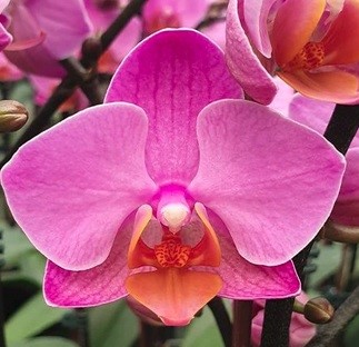 Phal. Younghome Coral Orange. Approx 140mm leaf span.
