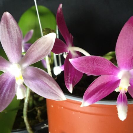 Phal. speciosa. Approx 120mm leaf span in 50mm pots.