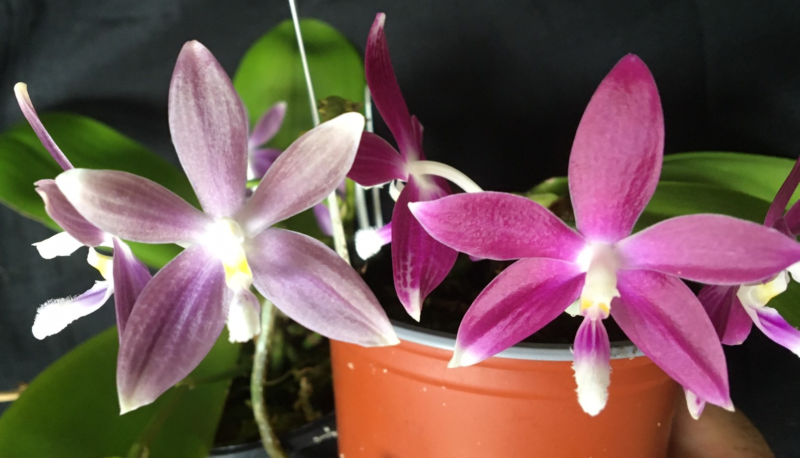 Phal. speciosa. Approx 120mm leaf span in 50mm pots.