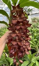 Cyc. cooperi 'Dark Star' x cooperi 'Super Dark' AM/AOS. 50mm pots.