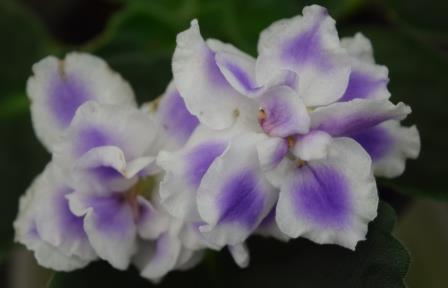 African Violet Harmony. 50mm pots.