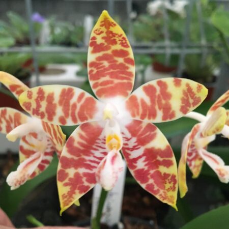 Phal. amboinensis. 50mm pots.