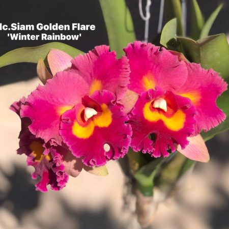 Rlc. Siam Golden Flare 'Winter Treasure'. 50mm pots.