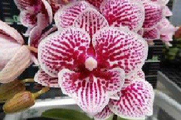 Phal. Younghome Little Cherry. Approx 140mm leaf span.