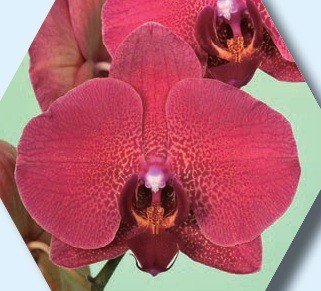 Phal. Younghome Crimson Kiss. Approx 140mm leaf span.