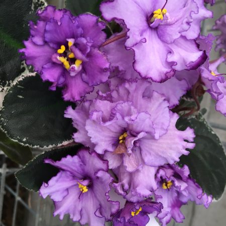 African Violet Rebel's Midnight Mauve. 50mm pots.