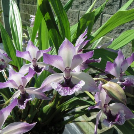 Zygonisia Cynosure 'Blue Birds'. Flowering Size.