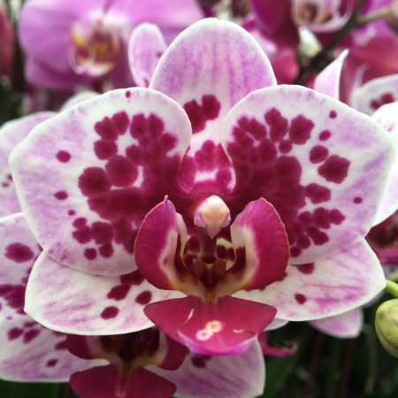 Phal. Chian Xen Violin. Approx 140mm leaf span.