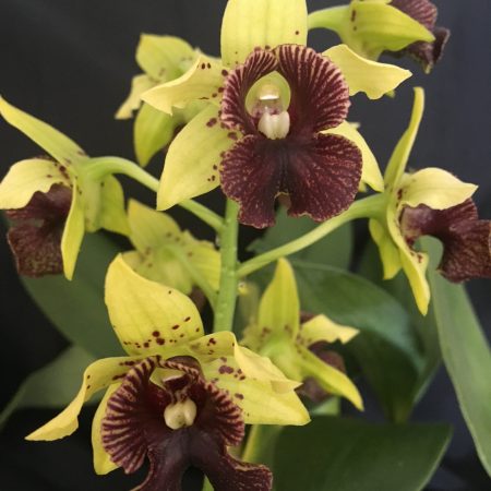 Den. convolutum x Den. Goldenglow Queen 'Big One'. 50mm pots.