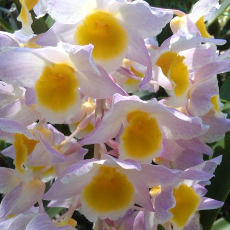 Den. Floralia. 50mm pots.