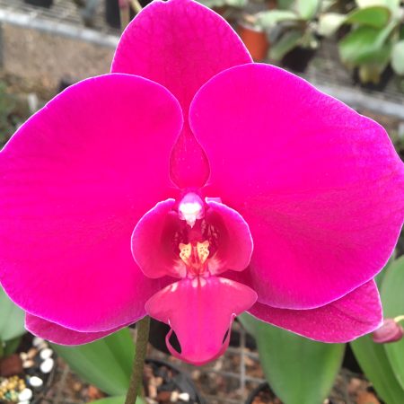 Phal. I'Hsin Ruby.  Approx 140mm leaf span.