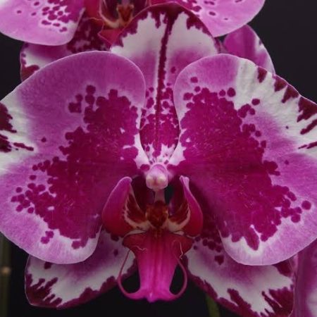 Phal. Ox Red Lion '1668'. Approx 140mm leaf span.