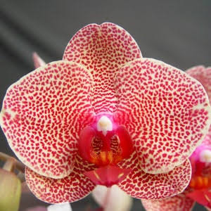 Phal. Ox Red Sesame. Approx 140mm leaf span.
